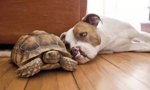 狗狗为什么不能和乌龟一起
