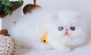 白色异瞳加菲猫多少钱