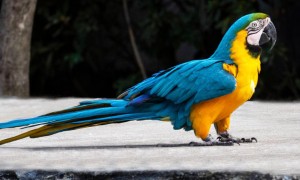 黄蓝金刚鹦鹉图片