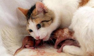 母猫知道自己孩子死了