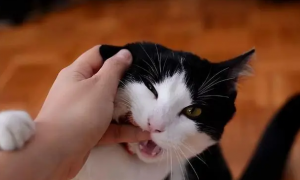 为什么猫咪看见手就咬人呢