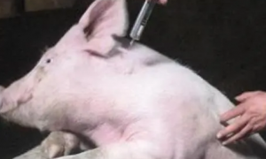 母猪不吃食打维生素B有用吗