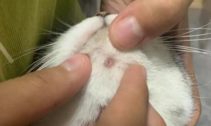 猫咪下巴毛囊炎脓包出血照片