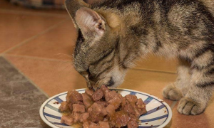 猫咪为什么突然不吃食了