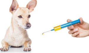狗狗六个月打疫苗晚吗