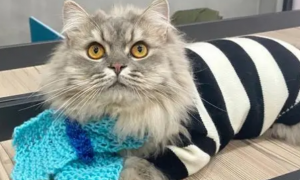 为什么猫咪爱抓毛衣