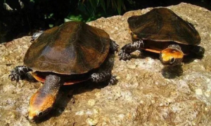 瓦哈卡和红面龟怎么区分