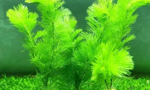 鱼缸绿菊水草怎么养