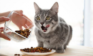 正确喂猫粮的方法