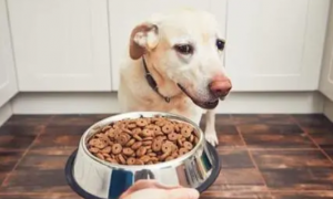 狗狗为什么吃钙片就能好些