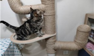 猫爬架用什么绳