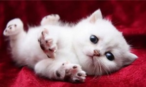 乳色的猫咪是什么品种