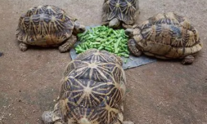龟粮一次性喂多少