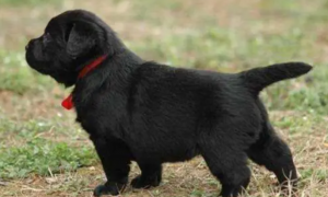 纯黑色的狗有哪些品种名称