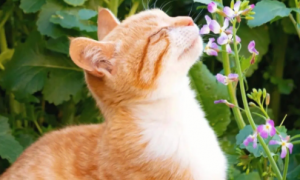 为什么猫猫喜欢闻来闻去