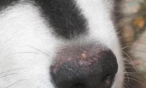 狗鼻子从黑色变成红色