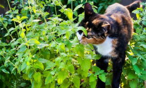 猫咪适合养什么植物