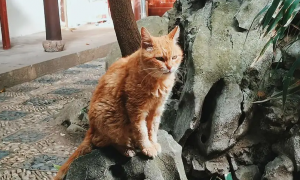 寺庙为什么有很多猫咪