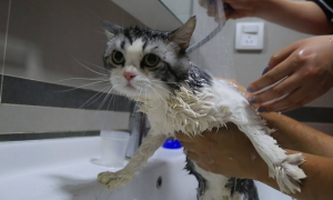 猫洗澡多少钱一次