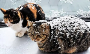为什么冬天猫咪会感冒呢怎么办