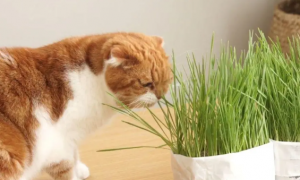 为什么猫咪要吃草呢怎么回事