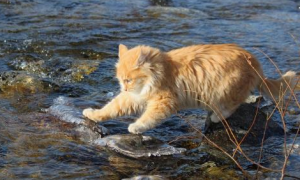 小猫抓鱼不小心掉入了河里