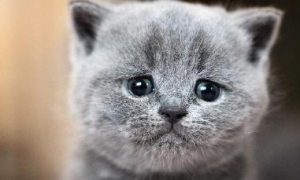 猫咪会哭吗会流眼泪吗