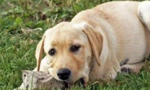 为什么狗狗喜欢吃石粉