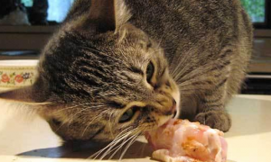 为什么猫咪吃肉会叫呢怎么回事