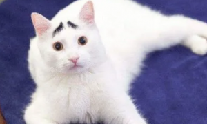 猫咪长出黑眉毛是为什么原因