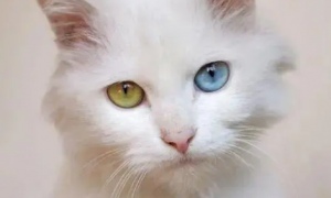幼猫眼睛颜色判断诀窍