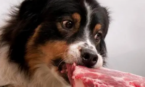 狗狗生产后吃什么补充营养最好