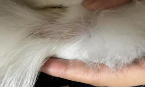 猫咪尾巴根部有白色皮屑