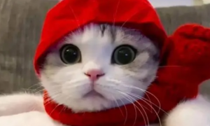 猫咪头像为什么不能用红色的
