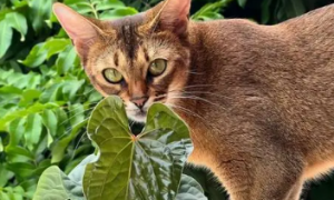 什么绿植对猫咪无害