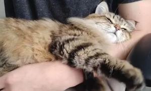 为什么猫咪喜欢趴在你身上睡觉