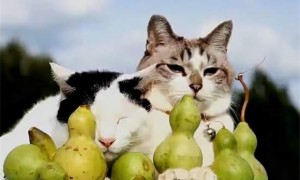 为什么猫咪喜欢舔葫芦呢