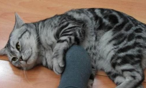 猫咪为什么会推主人腿