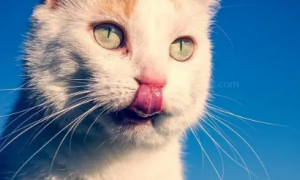 为什么猫咪的胡子是白色的