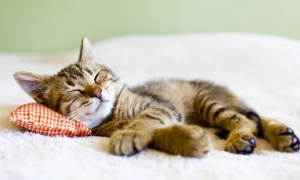 猫在睡觉时,你摸它会烦吗