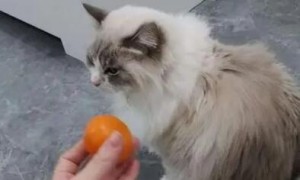 猫咪为什么怕水果味