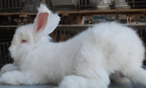 安哥拉长毛兔种兔多少钱