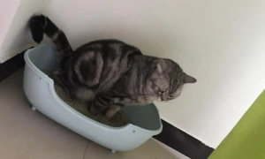 猫咪为什么喜欢在室外拉屎拉尿