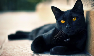 纯黑的猫一般人养不了