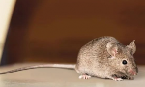 老鼠为了自救咬断自己尾巴