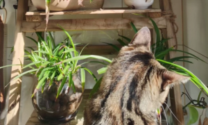 什么室内植物对猫咪无害