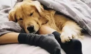 为什么狗狗愿意暖脚睡床上呢