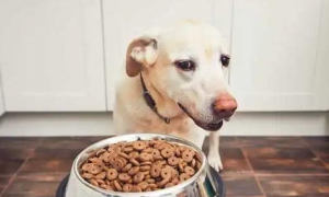 为什么不能随便给狗狗喂食呢