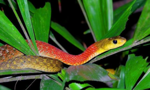 红颈蛇是毒蛇吗
