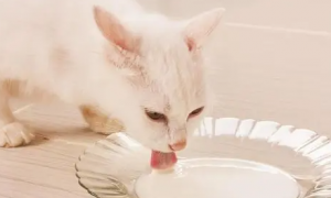 猫咪为什么不能喝哺乳奶粉呢